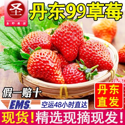 圣野果源 丹东99草莓新鲜3斤大奶油牛奶红颜草莓现摘九九精品水果