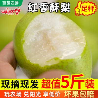 红香酥梨当季梨子新鲜包邮雪梨整箱5斤香梨应脆甜多汁时令水果10