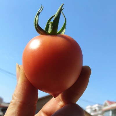 【自然熟】【酸酸甜甜的水果型西红柿】春桃圣女果现摘新鲜小番茄